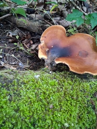深褐牛肝菌(Boletus badius) 真实照片 · 拍摄者:celllie