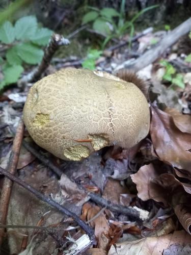 美柄牛肝菌(Boletus calopus) 真实照片 · 拍摄者:fabrizio_mariani_montesorbo