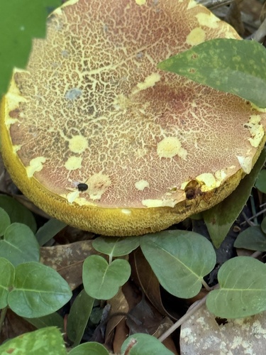 金黄牛肝菌(Boletus chrysenteron) 真实照片 · 拍摄者:rtklymlcoop