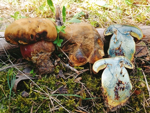红柄牛肝菌(Boletus erythropus) 真实照片 · 拍摄者:aitorvs