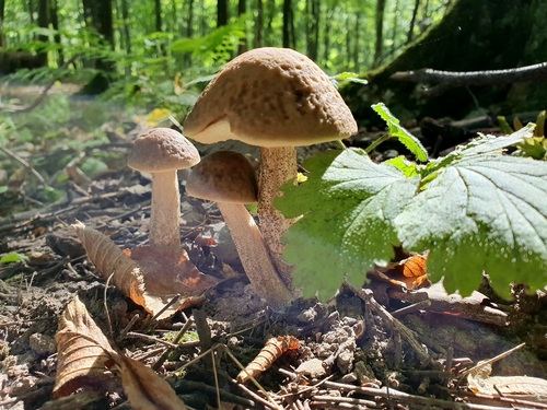 灰黄牛肝菌(Boletus griseus) 真实照片 · 拍摄者:marioo455