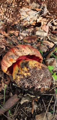 紫红牛肝菌(Boletus purpureus) 真实照片 · 拍摄者:myc0gio