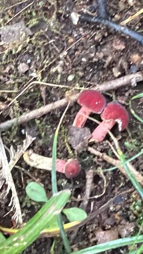 深红牛肝菌(Boletus rubellus) 真实照片 · 拍摄者:neeniebug