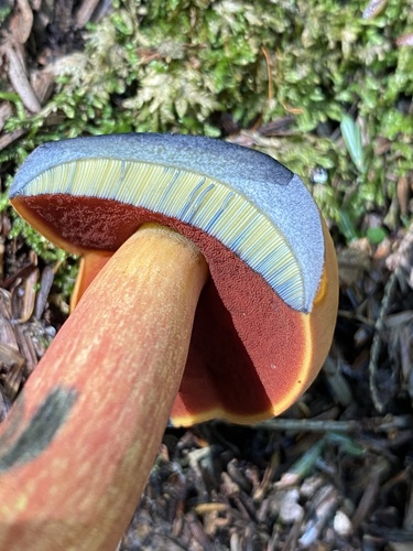 红绒牛肝菌(Boletus subvelutipes) 真实照片 · 拍摄者:myco_mama_vt