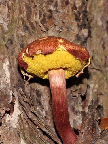 木生条孢牛肝菌(Boletellus emodensis) 真实照片 · 拍摄者:chungsiufung