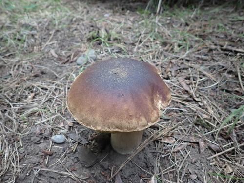 白牛肝菌(Boletus edulis) 真实照片 · 拍摄者:rayjackson