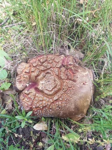 黄靛牛肝菌(Boletus luridus var. indecorus) 真实照片 · 拍摄者:antrab