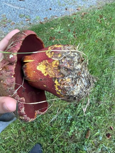 红网牛肝菌(Boletus pulcherrimus) 真实照片 · 拍摄者:asemerdj