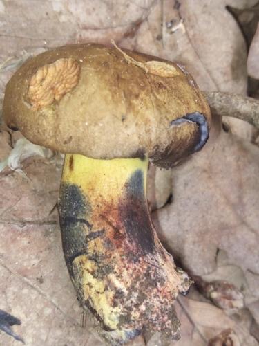 蓝染牛肝菌(Boletus pulverulentus) 真实照片 · 拍摄者:illyeszoli