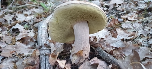 黑网柄牛肝菌(Boletus reticulatus) 真实照片 · 拍摄者:deus_sive_natura