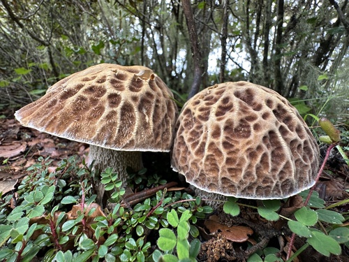 网柄牛肝菌(Boletus reticuloceps) 真实照片 · 拍摄者:shigui_huang