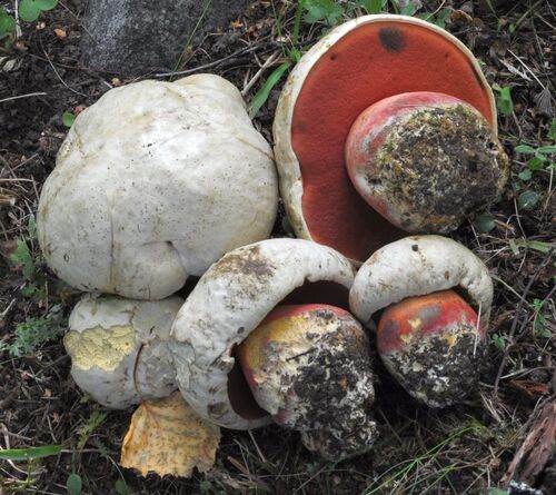 撒旦牛肝菌(Boletus satanas) 真实照片 · 拍摄者:svenpruul