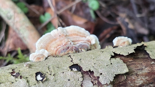 紫牛肝菌(Boletus violaceo-fuscus) 真实照片 · 拍摄者:sabear