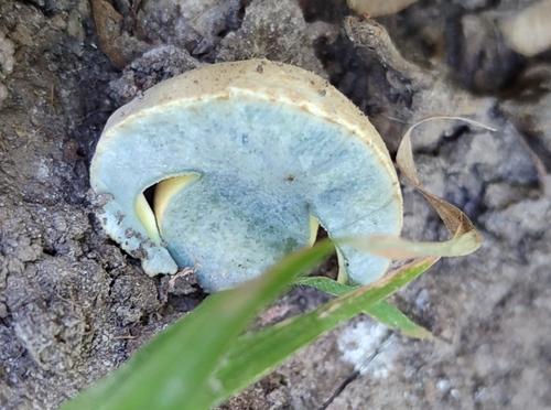 远东皱盖牛肝菌(Caloboletus xanthogaster) 真实照片 · 拍摄者:andrey_novgorodsky