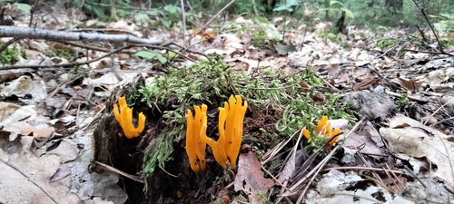 胶角菌(Calocera viscosa) 真实照片 · 拍摄者:piotr1984