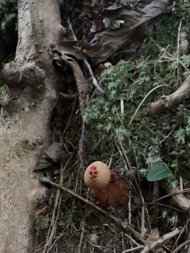 黄柄胶地锤(Calostoma sp.) 真实照片 · 拍摄者:stevenf23