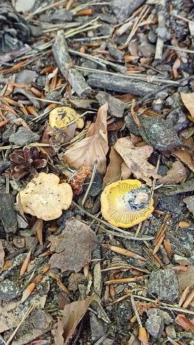 鸡油菌(Cantharellus cibarius) 真实照片 · 拍摄者:rene_berlin