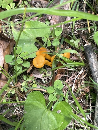 小鸡油菌(Cantharellus minor) 真实照片 · 拍摄者:pamn0803