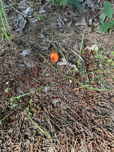 红鸡油菌(Cantharellus cinnabarinus) 真实照片 · 拍摄者:jim_keesling