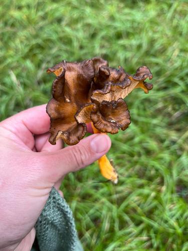 淡黄鸡油菌(Cantharellus lutescens) 真实照片 · 拍摄者:aniuszka1