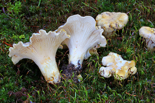 白鸡油菌(Cantharellus subalbidus) 真实照片 · 拍摄者:drdick98229