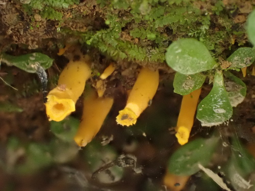 金黄喇叭菌(Craterellus aureus) 真实照片 · 拍摄者:balawu