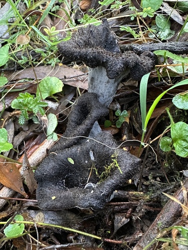 黑喇叭菌(Craterellus cornucopioides) 真实照片 · 拍摄者:tmacvean