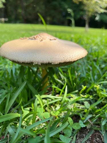 铅绿褶菇(Chlorophyllum molybdites) 真实照片 · 拍摄者:mossybug