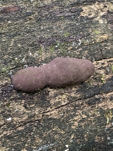 楚雄大团囊菌(Daldinia sp.) 真实照片 · 拍摄者:roundabout1812