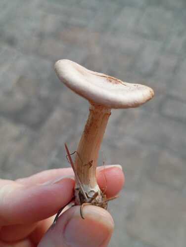 白霜杯伞(Clitocybe dealbata) 真实照片 · 拍摄者:diana_fuir