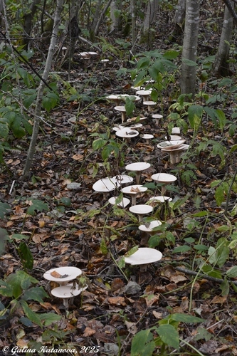 雷公菇(Clitocybe geotropa) 真实照片 · 拍摄者:galina_katanova
