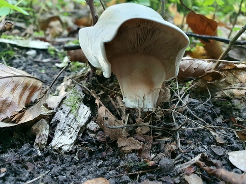 白漏斗辛格杯菌(Clitopilus prunulus) 真实照片 · 拍摄者:marioo455