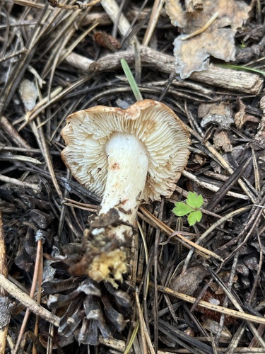 球柄蘑(Collybia sp.) 真实照片 · 拍摄者:betweenthelyons