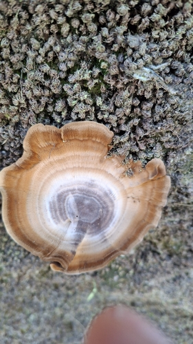 褐绒盖牛肝菌(Coltricia perennis) 真实照片 · 拍摄者:cminda