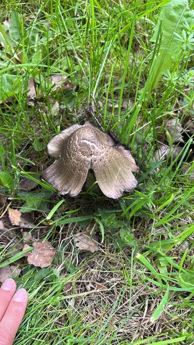 墨汁鬼伞(Coprinopsis atramentaria) 真实照片 · 拍摄者:hejdeejulia