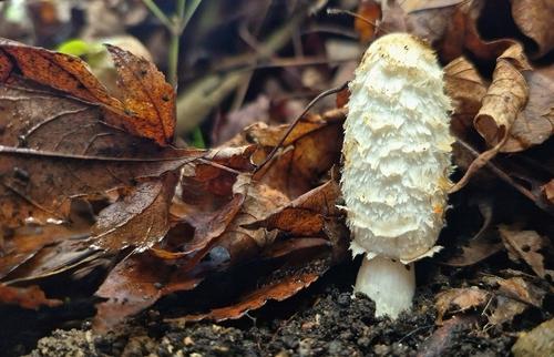 毛头鬼伞(Coprinus comatus) 真实照片 · 拍摄者:chaoticmorel