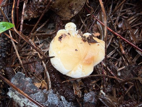 白齿菌(Hydnum albidum) 真实照片 · 拍摄者:loganwiedenfeld