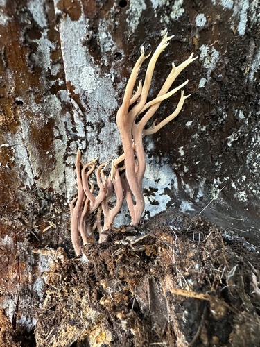 黄尖枝瑚菌(Ramaria apiculata) 真实照片 · 拍摄者:ocean_beach_goth