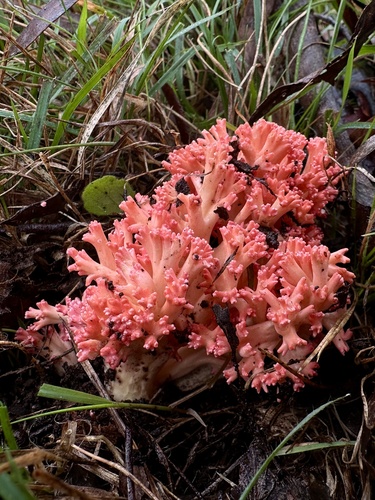 粉红丛枝菌(Ramaria botrytoides) 真实照片 · 拍摄者:tmacvean