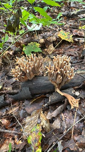 大珊瑚菌(Ramaria grandis) 真实照片 · 拍摄者:cooncatalley
