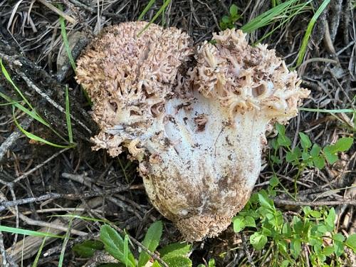 红褐珊瑚菌(Ramaria rubripermanens) 真实照片 · 拍摄者:joemat