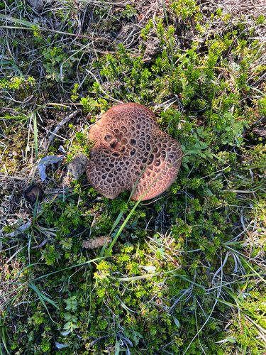 黄掌菌(Sarcodon flavus) 真实照片 · 拍摄者:vickyrochefort