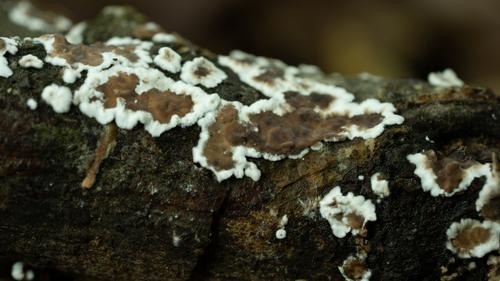 白地勺(Thelephora albomarginata) 真实照片 · 拍摄者:memebroom