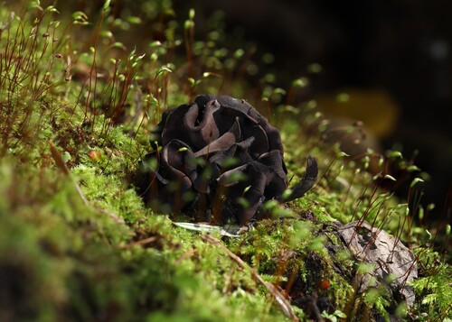 叶状耳盘菌(Cordierites frondosus) 真实照片 · 拍摄者:al_terf