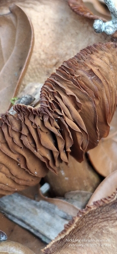 镉黄丝膜菌(Cortinarius cinnamomeus) 真实照片 · 拍摄者:grandginger