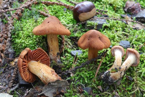 奥莱丝膜菌(Cortinarius orellanus) 真实照片 · 拍摄者:julian_alonso