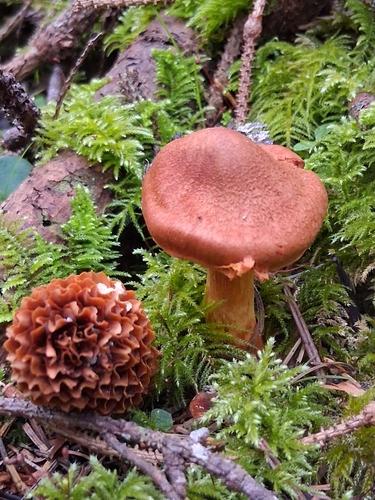 红丝膜菌(Cortinarius rubellus) 真实照片 · 拍摄者:rscottl