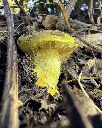 亮黄丝膜菌(Cortinarius splendens) 真实照片 · 拍摄者:antashyan