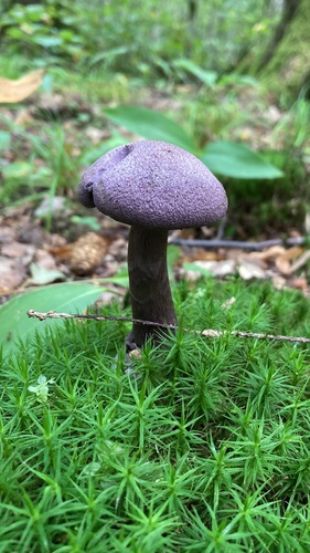 紫蘑菇(Cortinarius violaceus) 真实照片 · 拍摄者:hi--