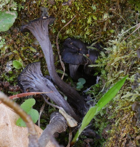 火碳菌(Craterellus cinereus) 真实照片 · 拍摄者:davidmarcosvidal